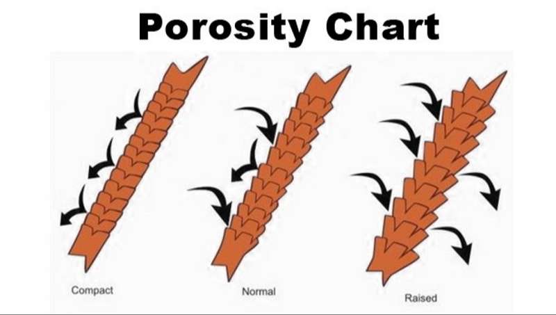 what-is-hair-porosity-definition-and-main-types-luxshine-s-hair