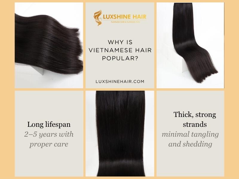 Vietnamese hair is often considered premium in the global market