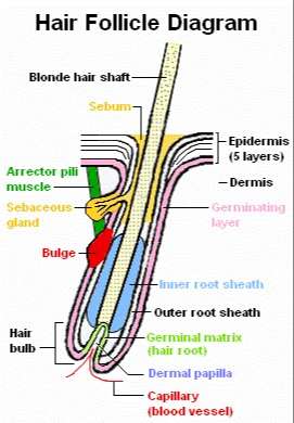 Structure of a human hair follicle