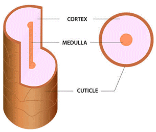 Structure of human hair hair shaft
